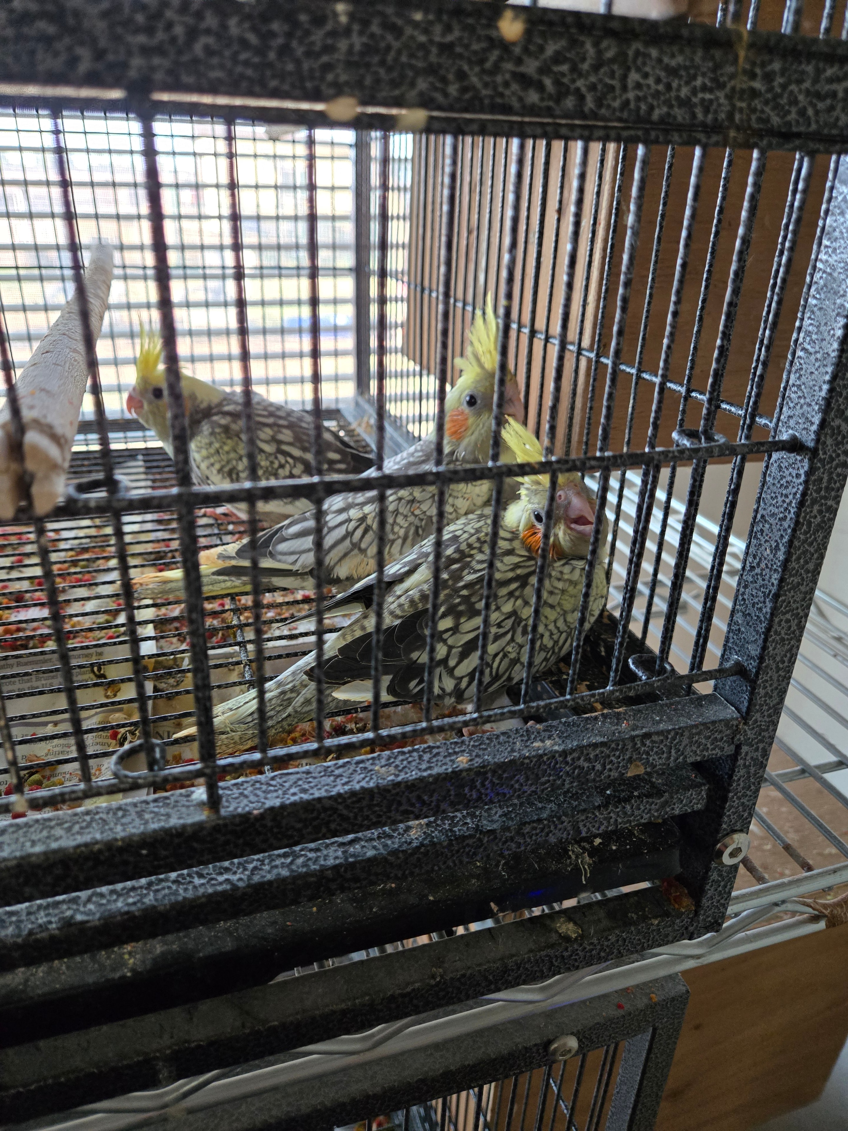 Several cockatiels together in their enclosure