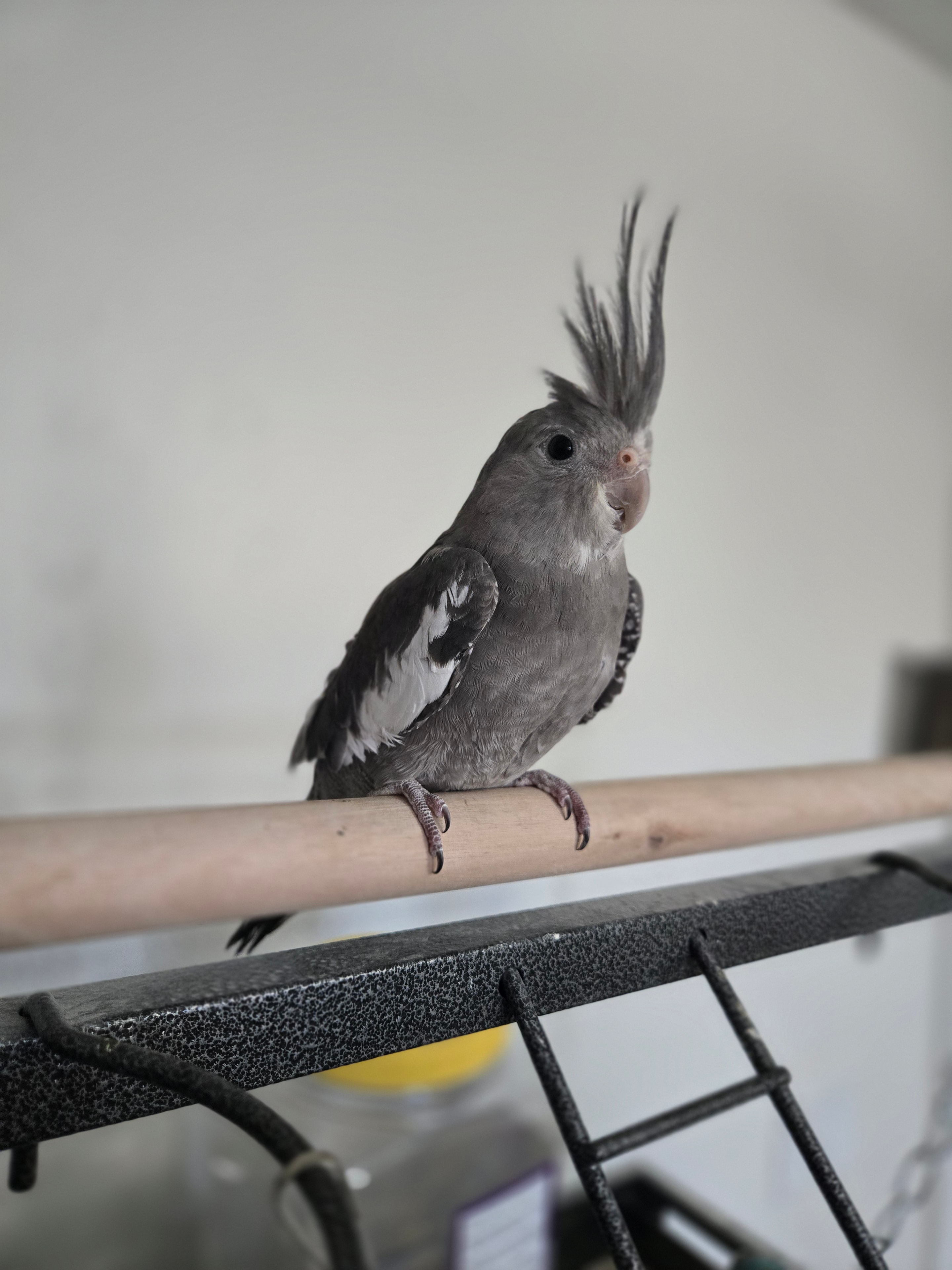 Young cockatiel
