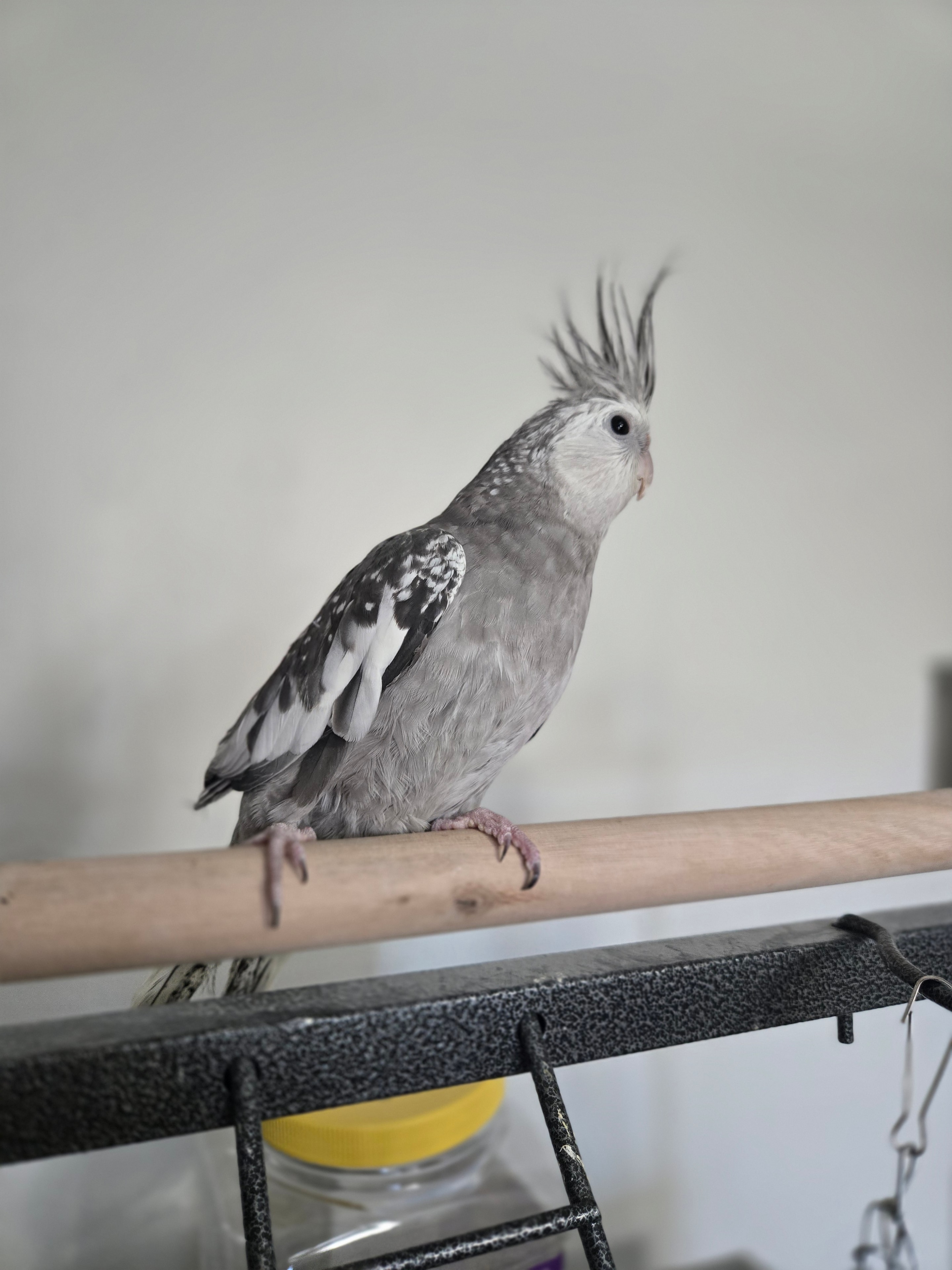Young cockatiel