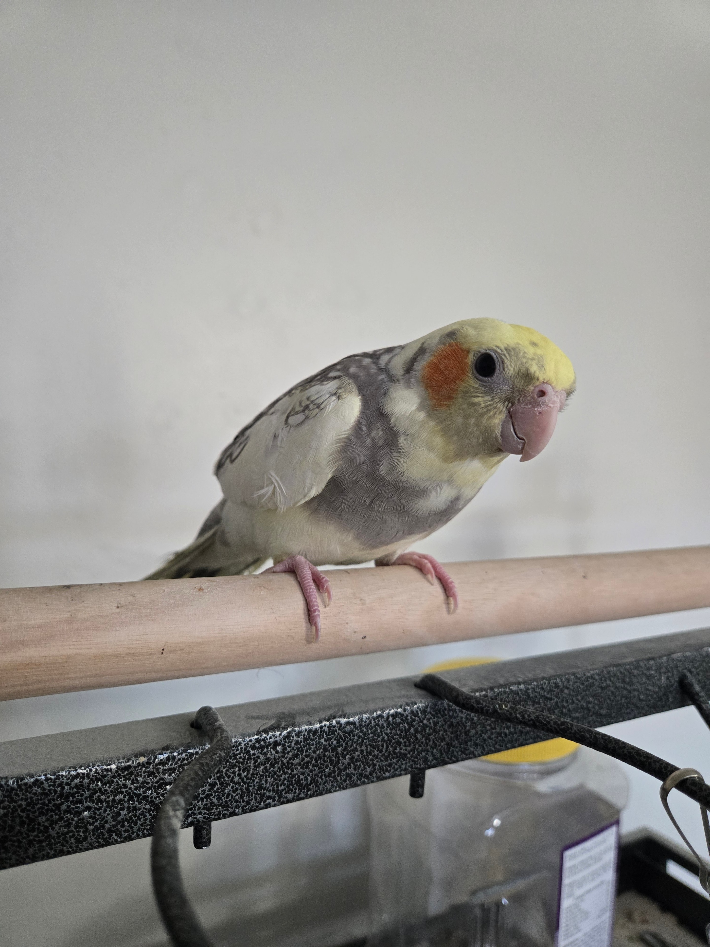 Young cockatiel