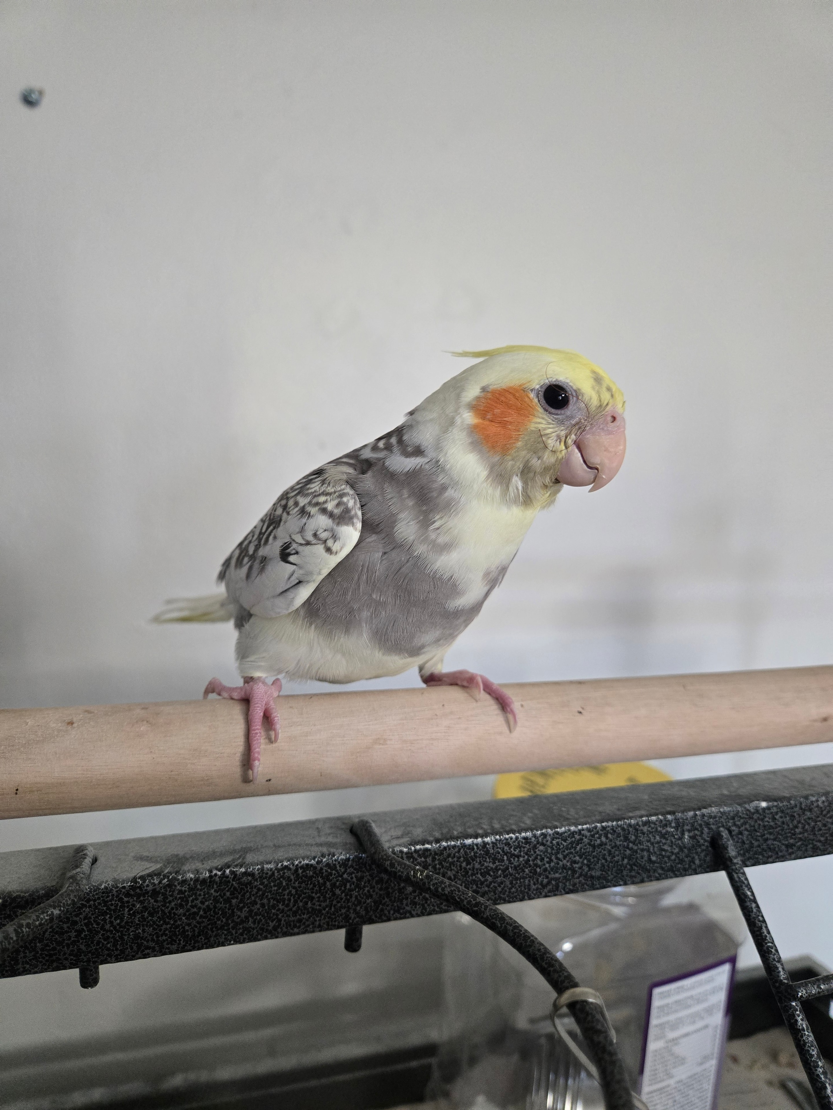 Cockatiel family and chicks in a wooden nesting box