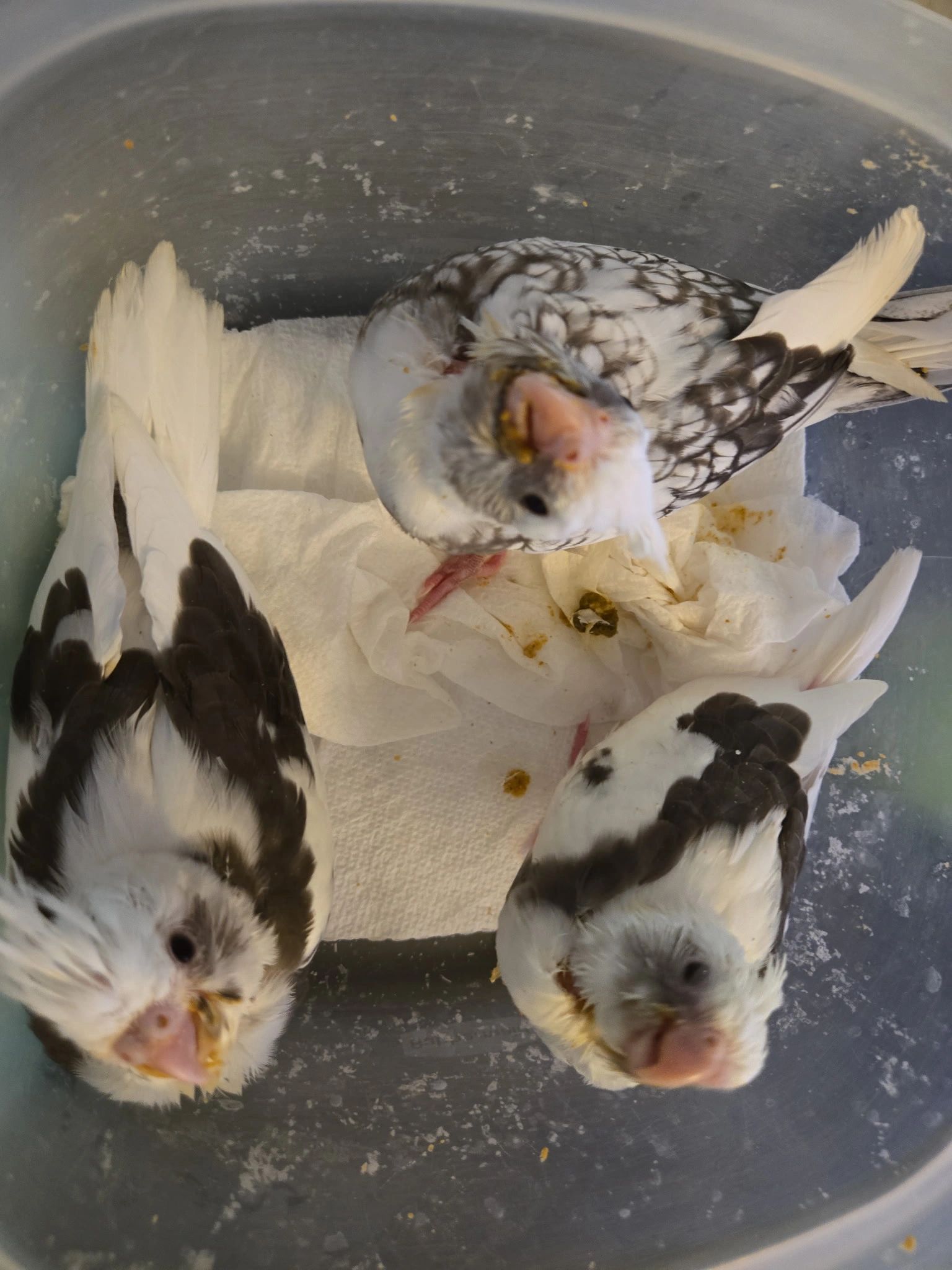Young cockatiels in a container