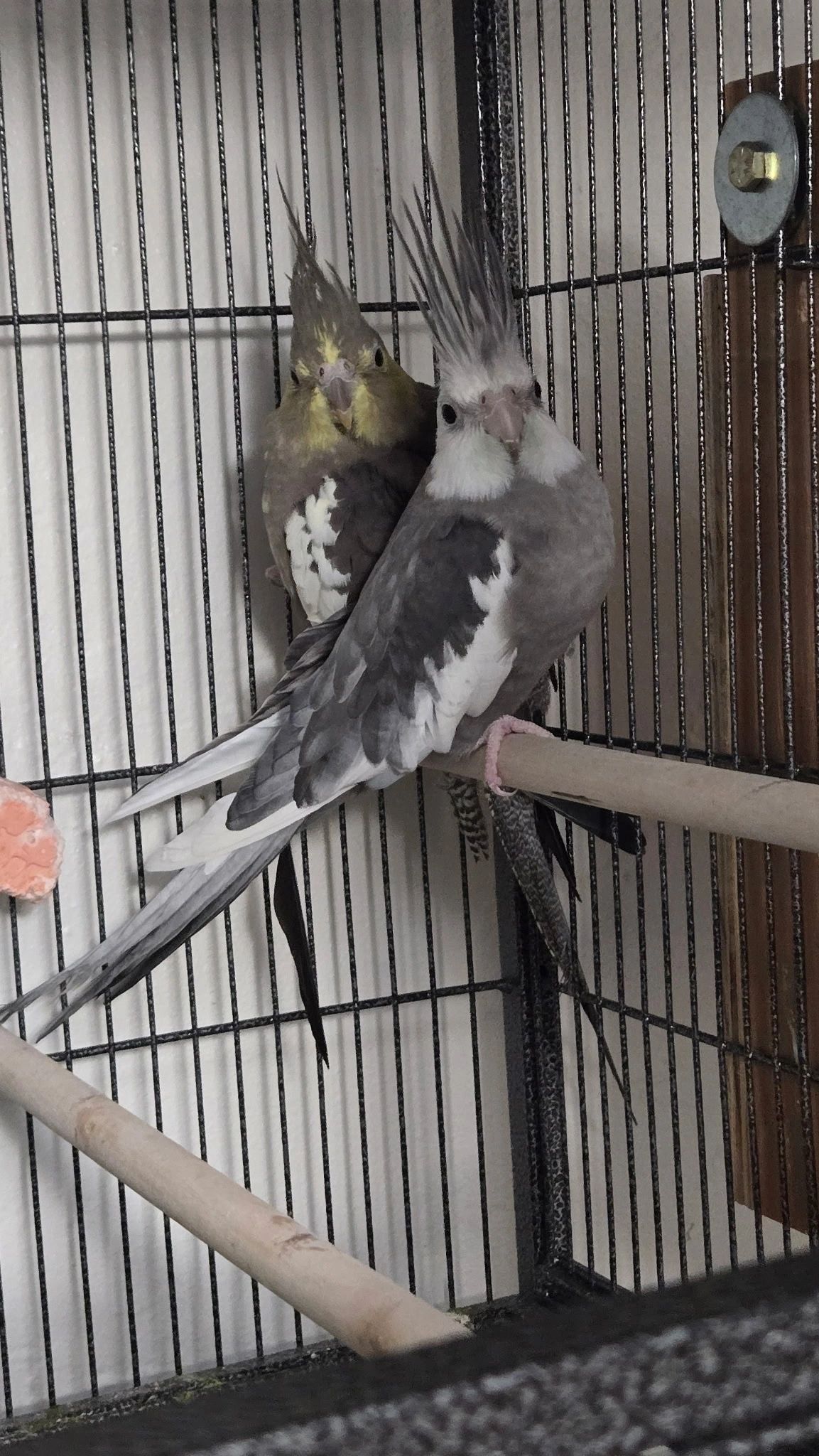 Two cockatiels perched together in a cage