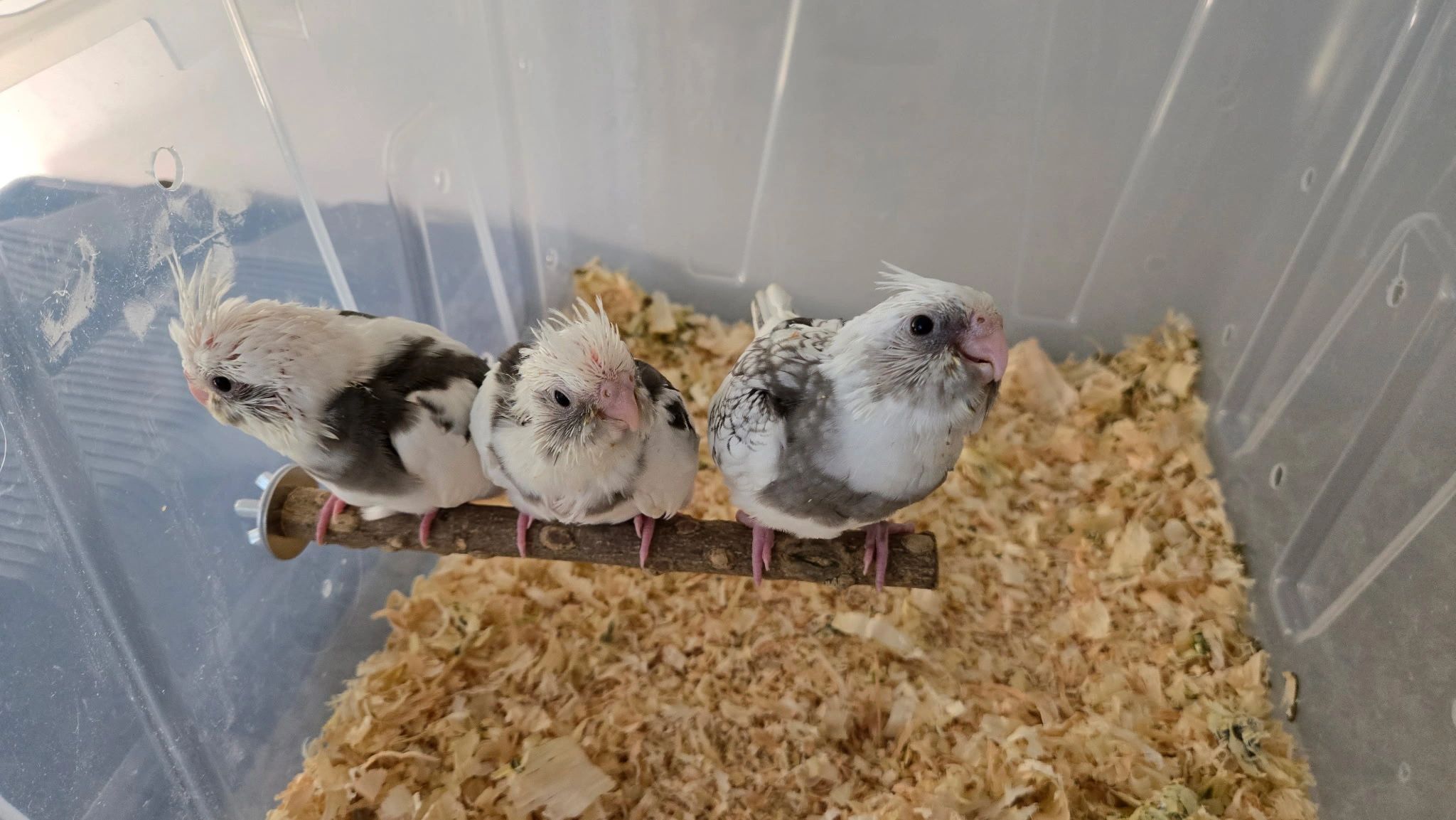 Three young cockatiels perched together