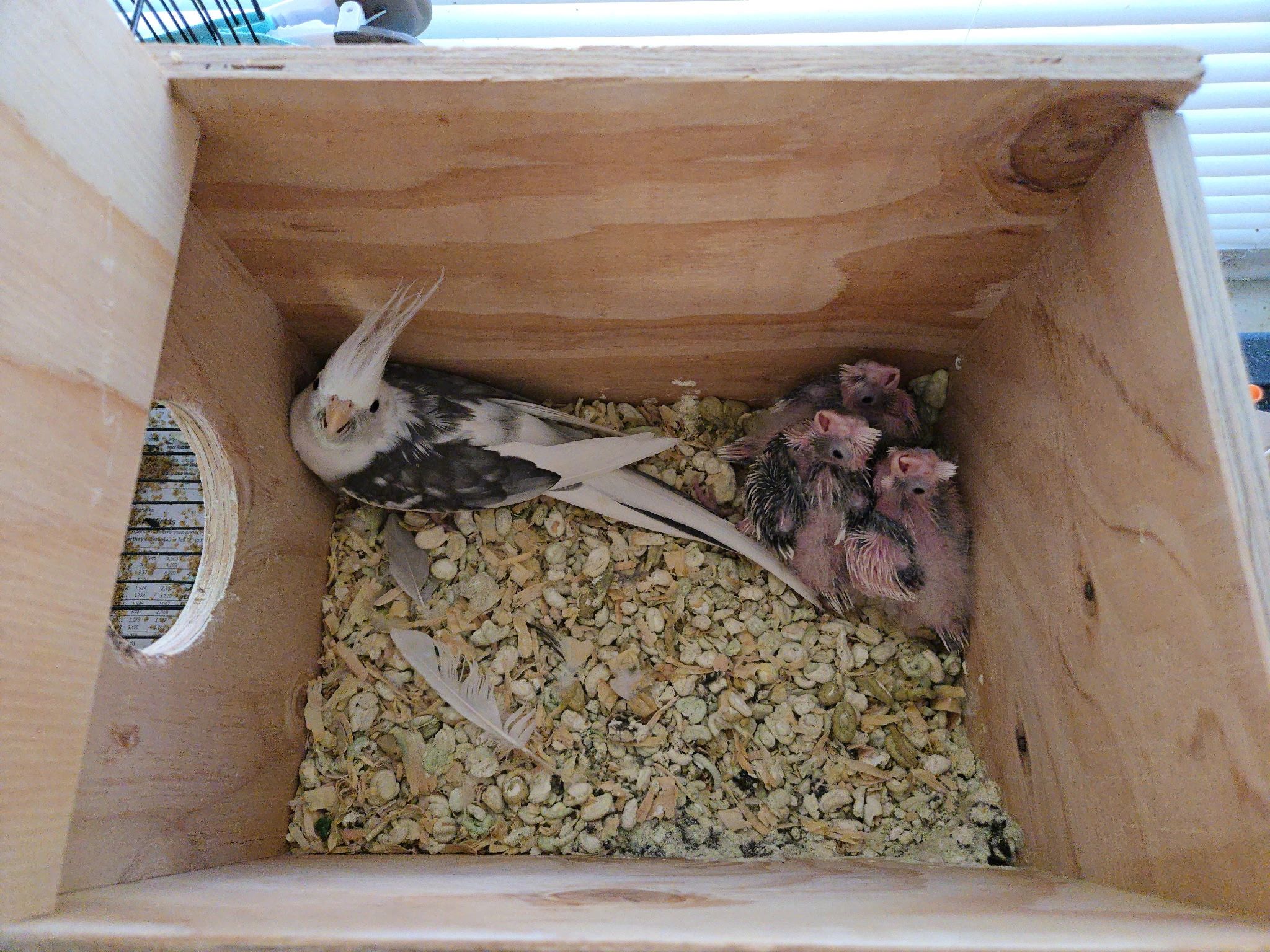 Cockatiel nesting box with chicks
